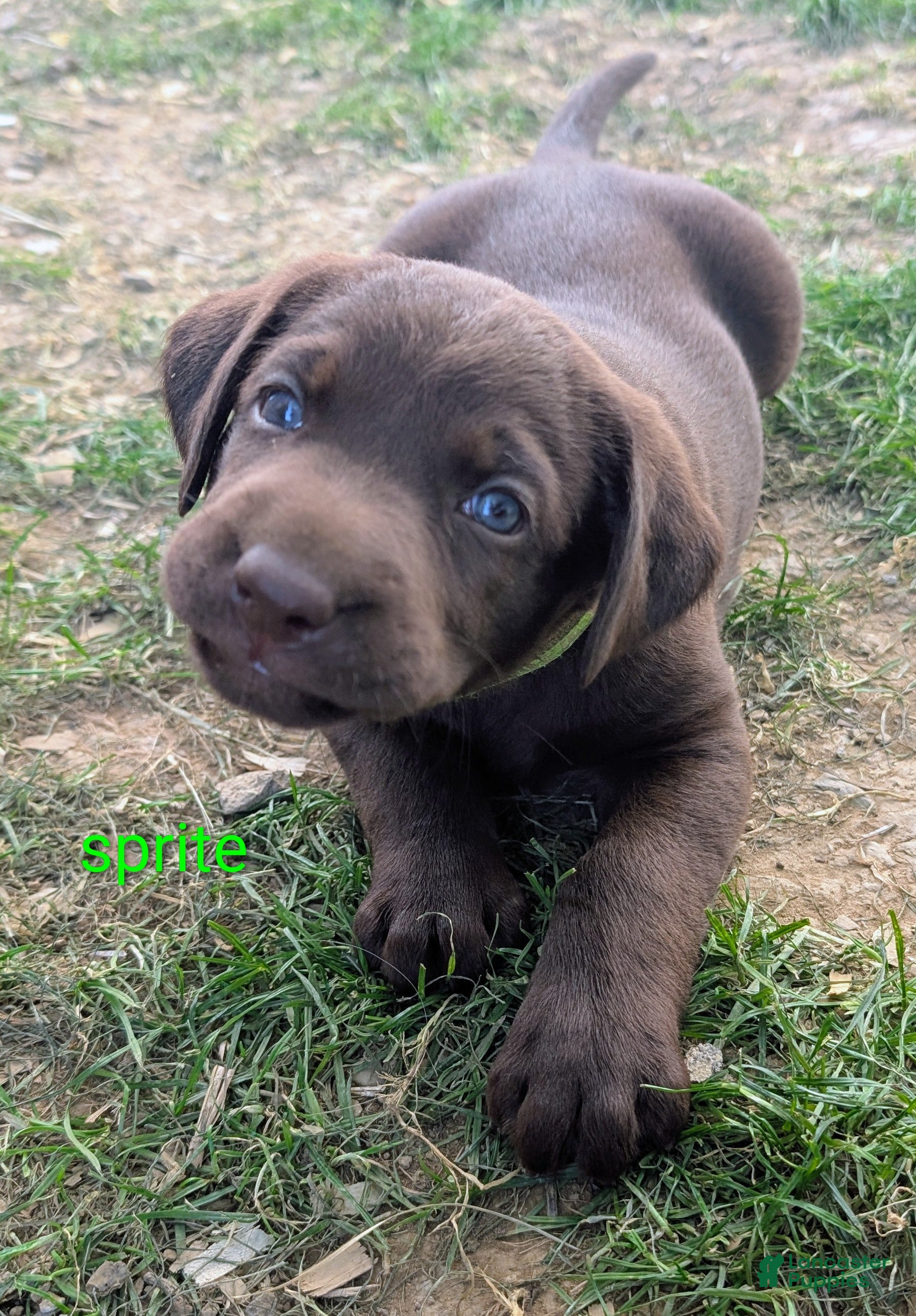 Labrador Retriever dogs Sprite - Ad 1