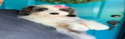 Mini Bernedoodle dogs for sale: Lola - Ad 4
