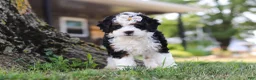 Mini Bernedoodle dogs for sale: Chloe - Ad 6