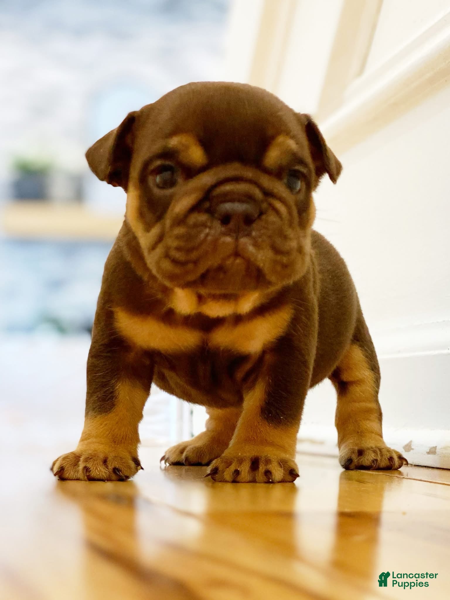English Bulldog dogs Fire Ball - Ad 38
