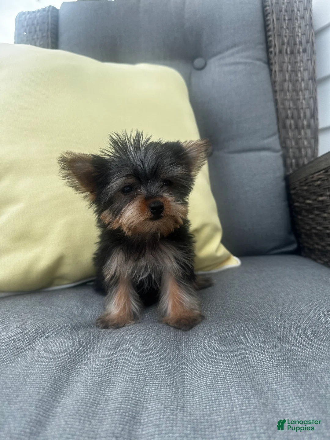Yorkshire Terrier dogs for sale: Jake - Ad 1