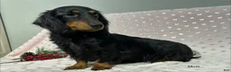 Dachshund dogs for sale: Kara - Ad 6