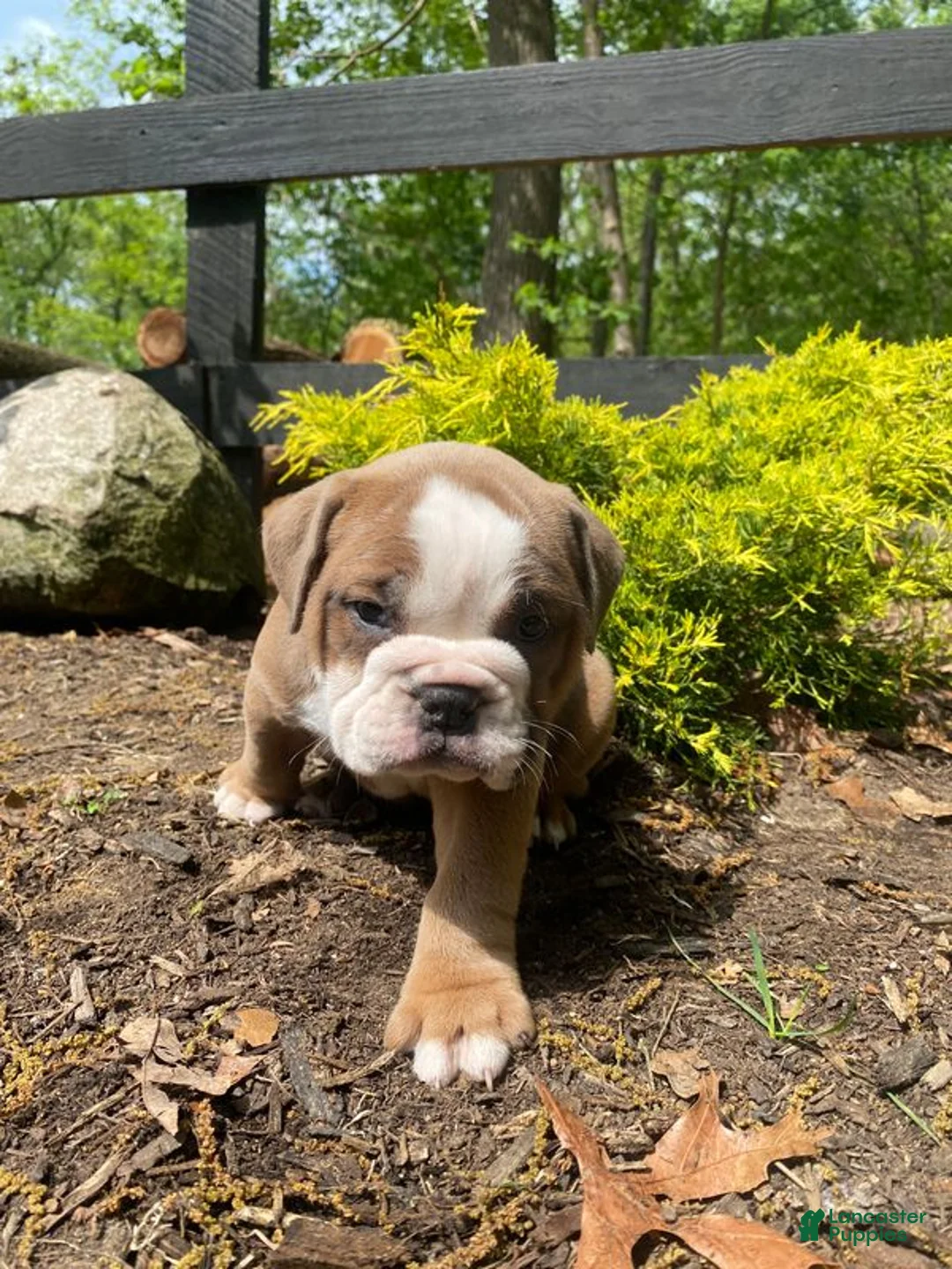 English Bulldog dogs for sale: Susie - Ad 2