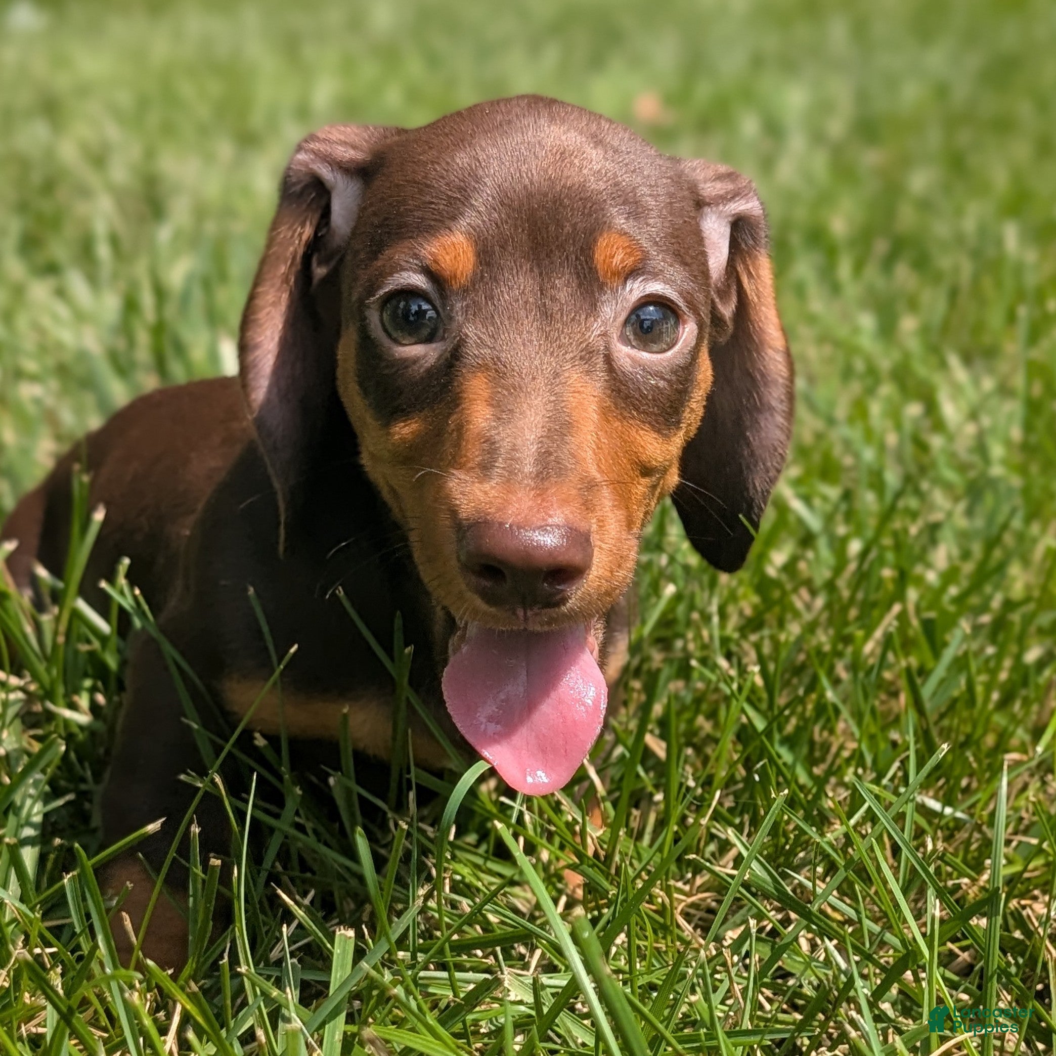 Miniature Dachshund dogs Comet - Ad 2