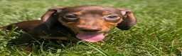 Miniature Dachshund dogs for sale: Comet - Ad 1