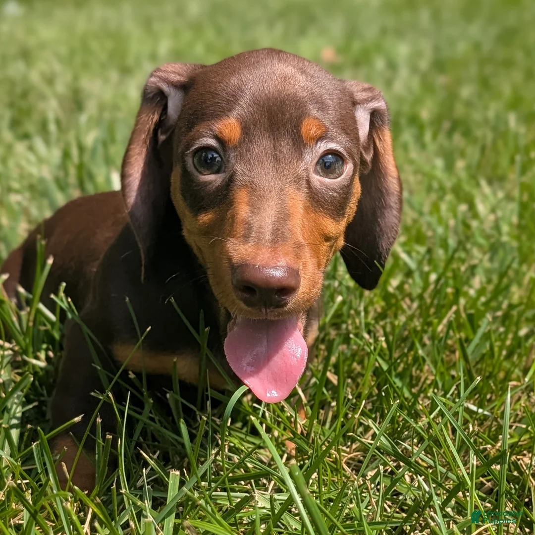 Miniature Dachshund dogs for sale: Comet - Ad 1