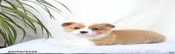 Welsh Corgi Pembroke dogs for sale: Moose - Ad 5