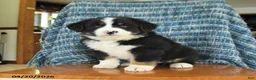 Mixed Breed dogs for sale: Buttercup - Ad 4