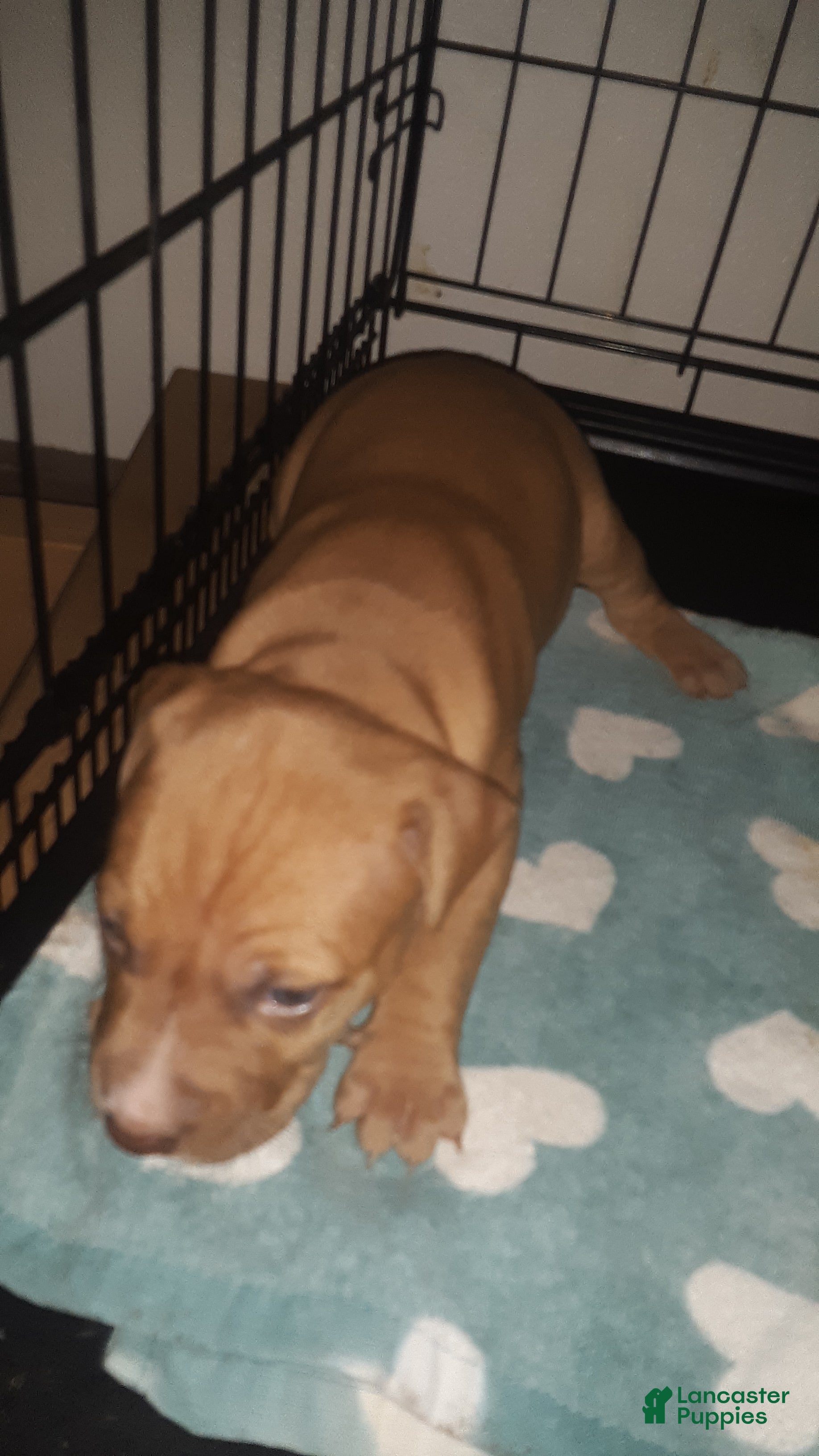 American Pit Bull Terrier dogs for sale: American Pit Bull Terrier 3 - Ad 2