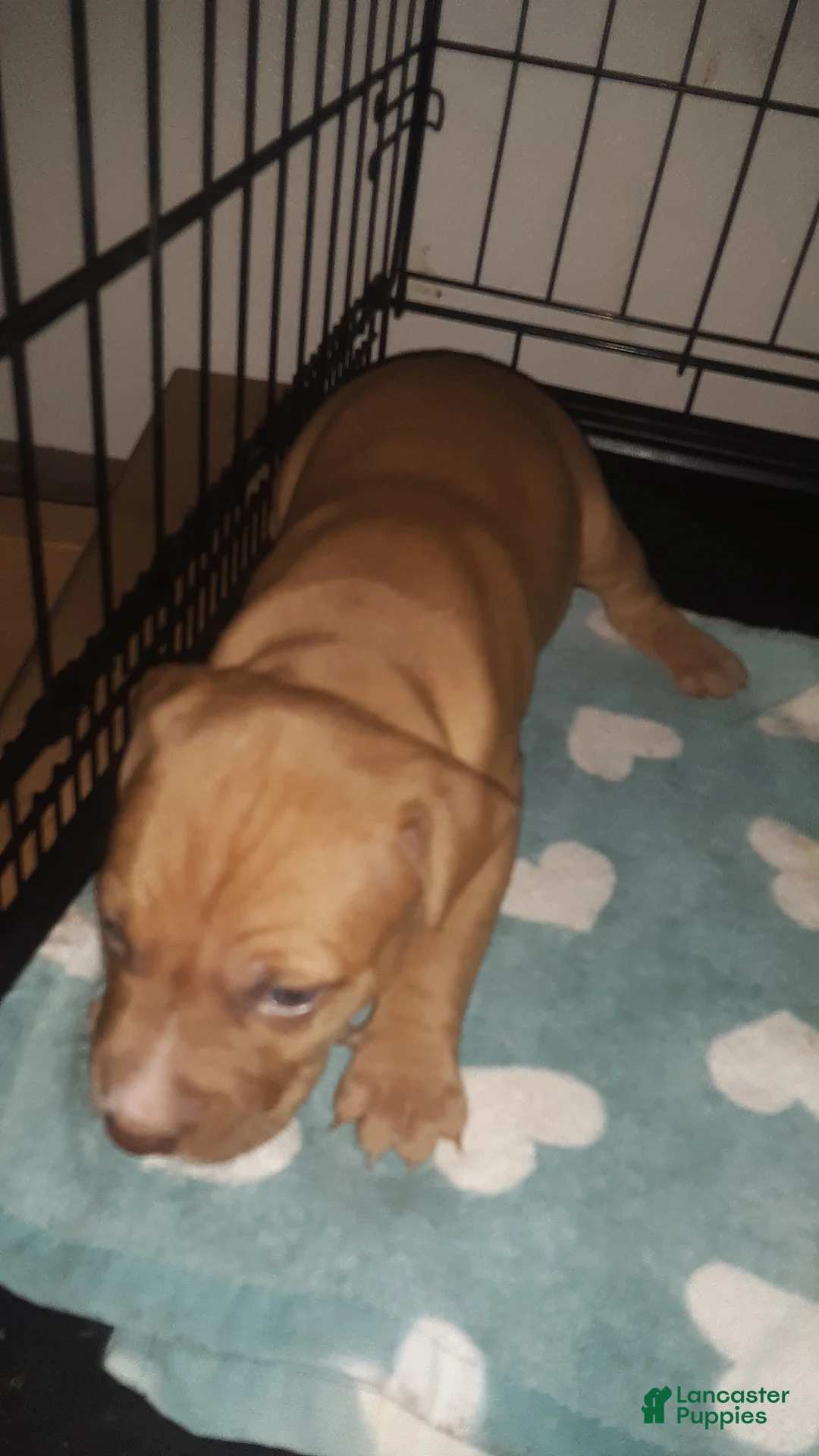 American Pit Bull Terrier dogs for sale: American Pit Bull Terrier 3 - Ad 1