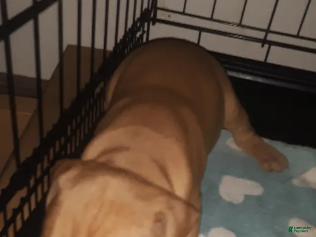 American Pit Bull Terrier dogs for sale: American Pit Bull Terrier 3 - Ad 15