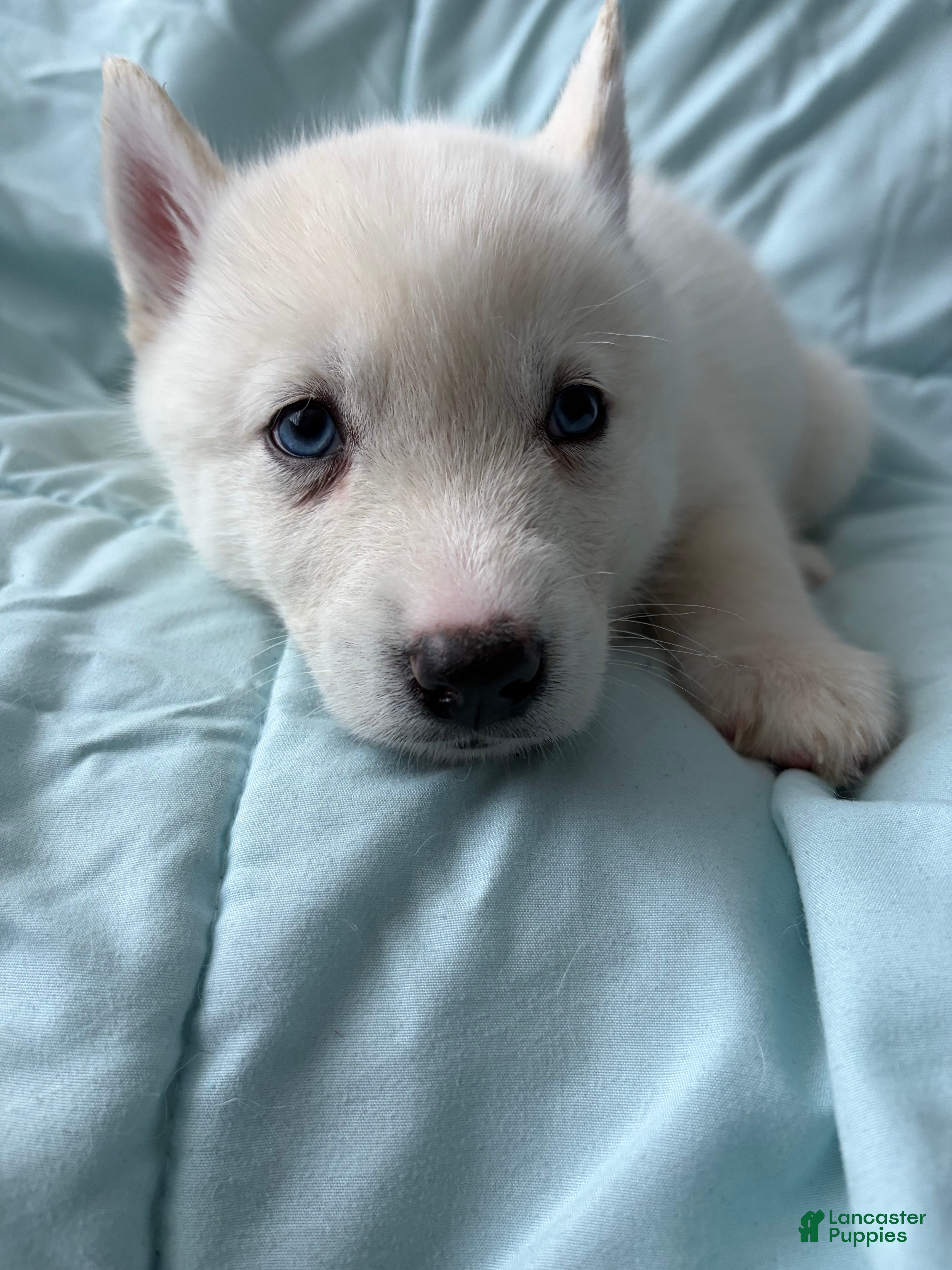 Pomsky dogs Hail - Ad 2