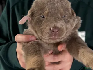 German Shepherd dogs for sale: German Shepherd Puppy 5 - Ad 4