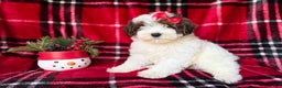 Yorkiepoo dogs for sale: Puddin - Ad 3