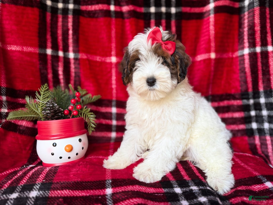 Yorkiepoo dogs for sale: Puddin - Ad 3