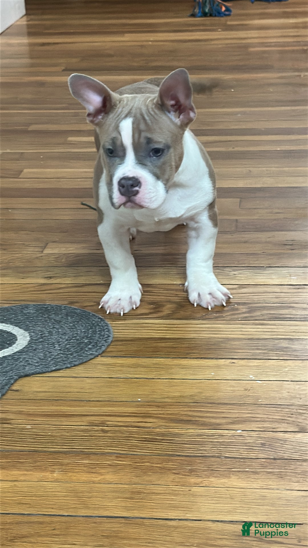 American Bully dogs for sale: Queen - Ad 4