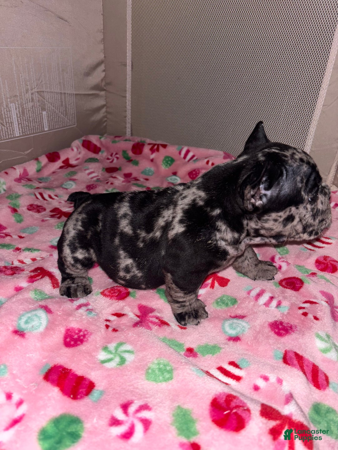 American Bully dogs for sale: American Bully Puppy 8 - Ad 3