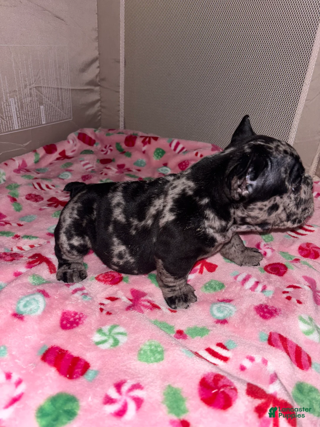 American Bully dogs for sale: American Bully Puppy 4 - Ad 9