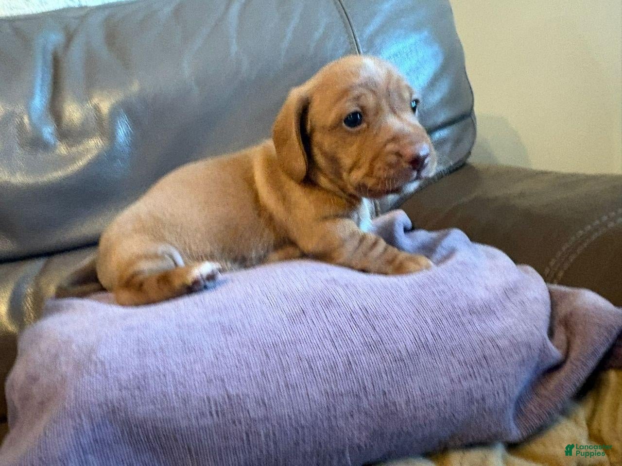 Miniature Dachshund dogs Miniature Dachshund 3 - Ad 2
