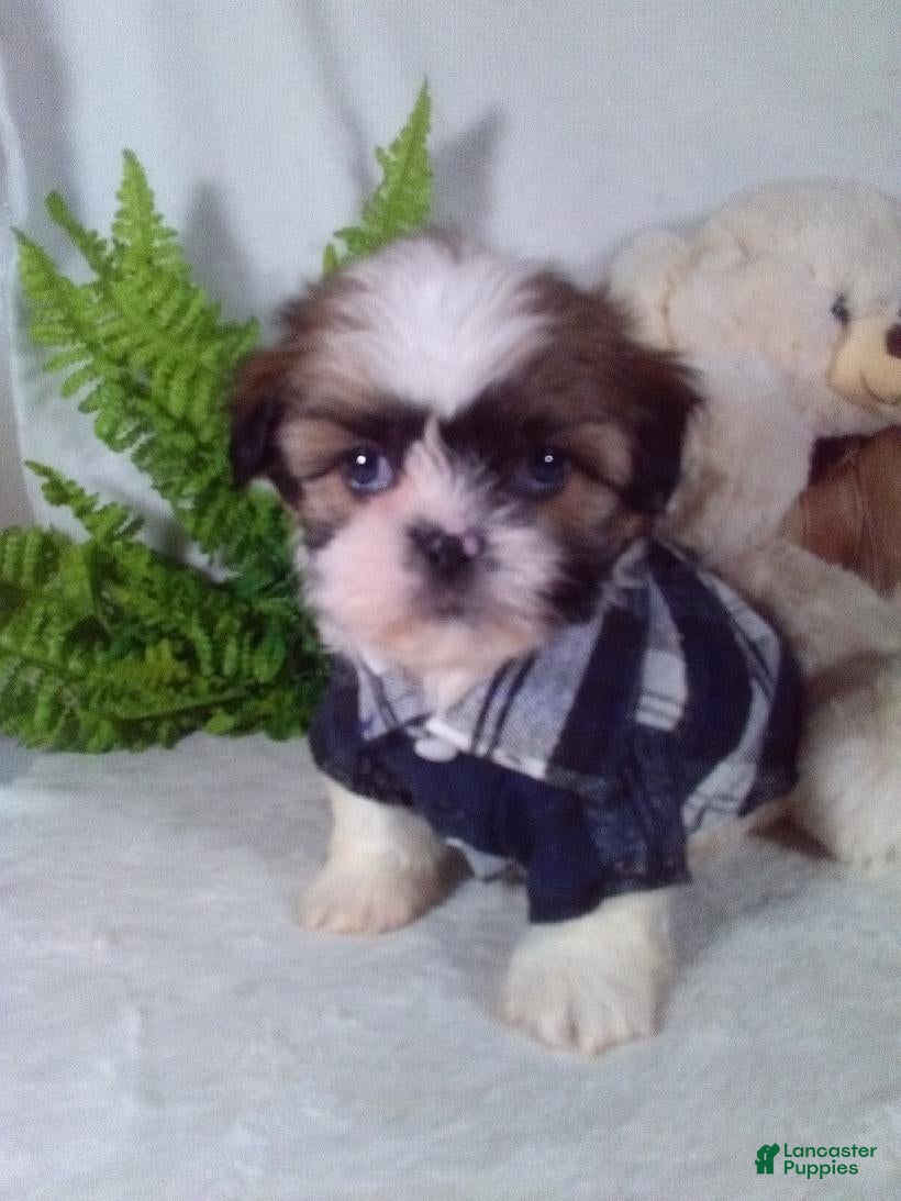 Shih Tzu dogs Apollo - Ad 2