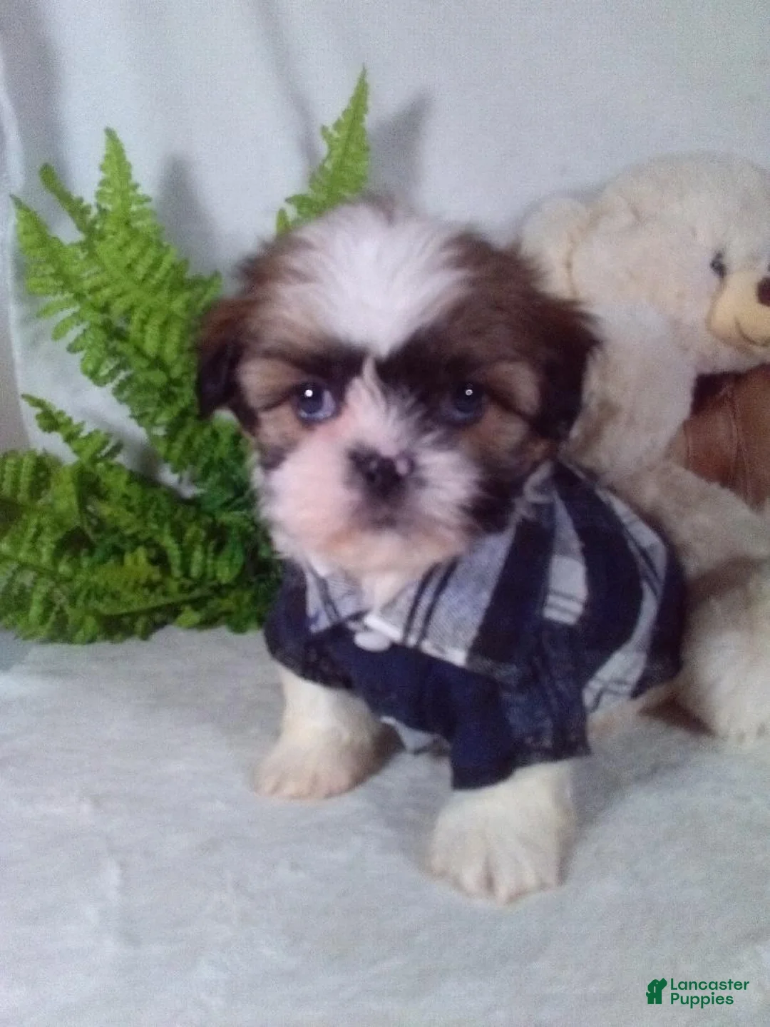 Shih Tzu dogs for sale: Apollo - Ad 2