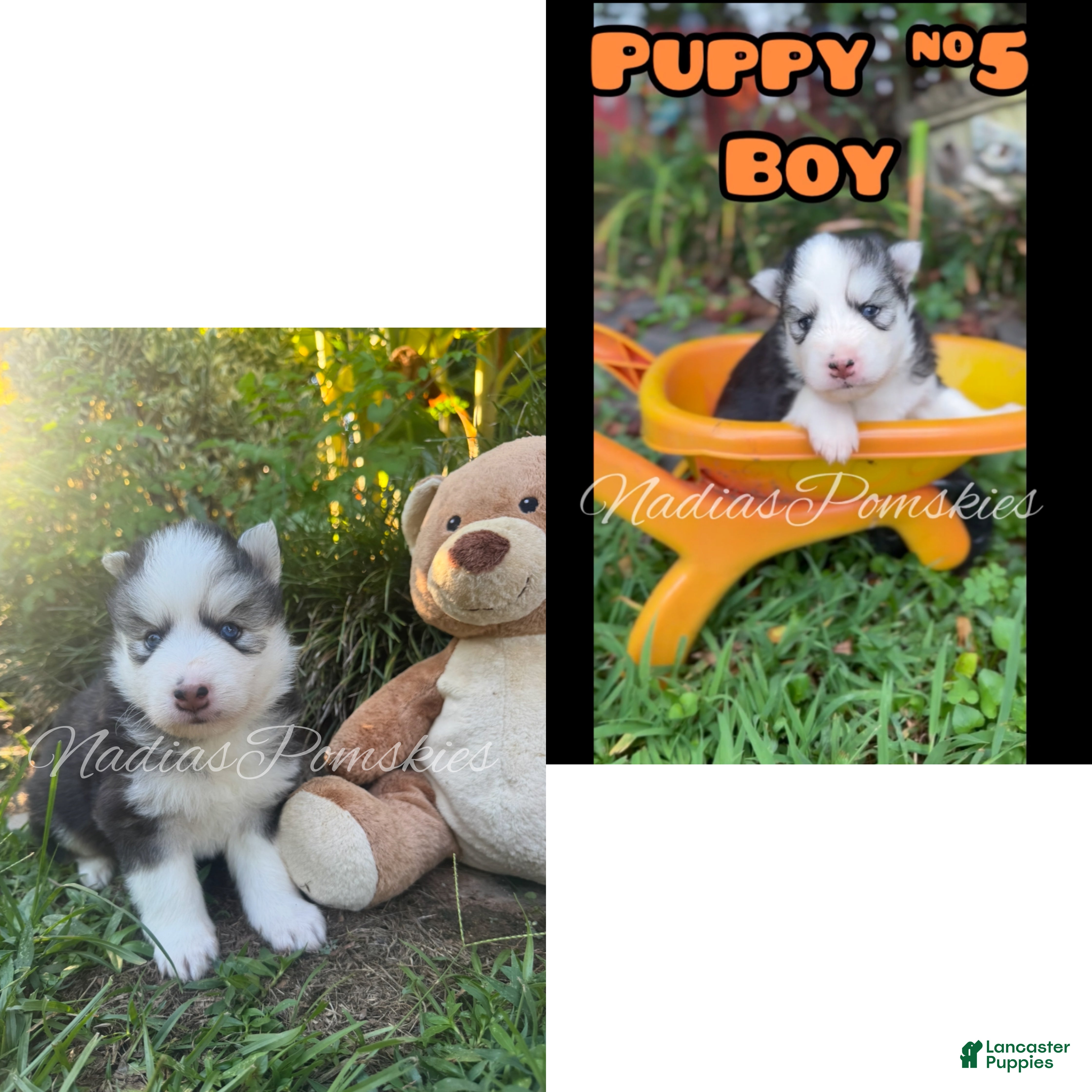 Pomsky dogs Pomsky 5 BOY - Ad 1
