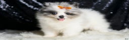 Pomeranian dogs for sale: Mr. Merle - Ad 4