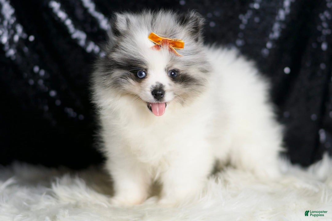 Pomeranian dogs for sale: Mr. Merle - Ad 4