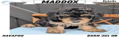 Maddox