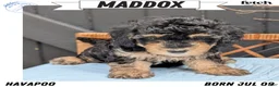 Havapoo dogs for sale: Maddox - Ad 1