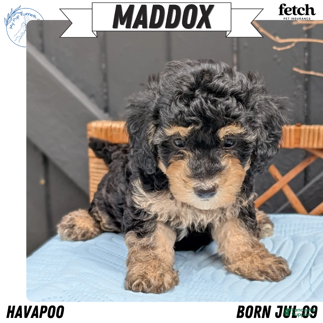 Havapoo dogs for sale: Maddox - Ad 1