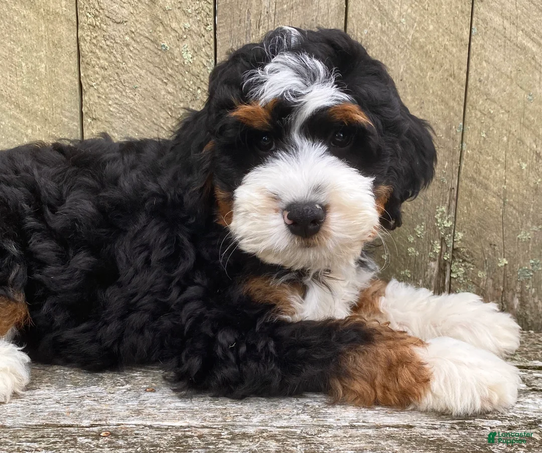 Mini Bernedoodle dogs for sale: 🩵IN BOSTON MASSACHUSETTS AREA🩵TRADITIONAL TRI COLOR🩵MINI BERNEDOODLE🩵 - Ad 10