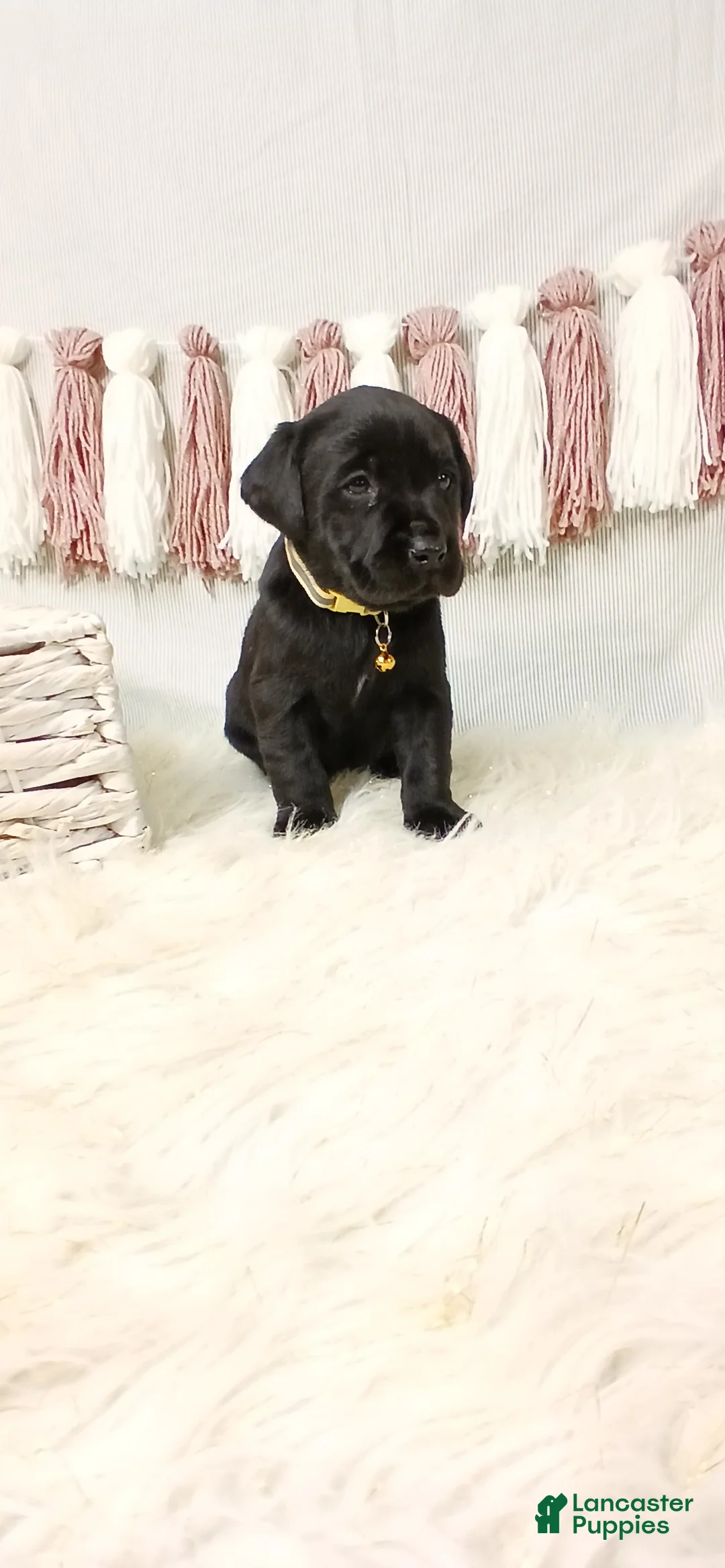 Labrador Retriever dogs for sale: FERN - Ad 6