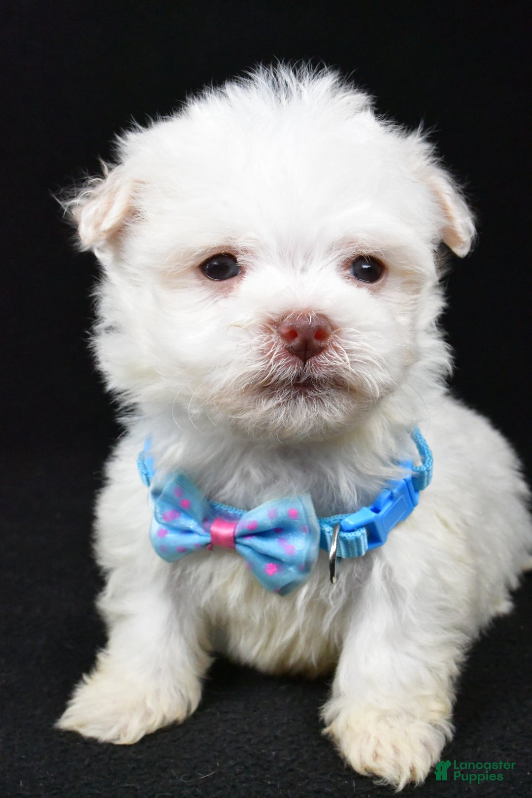 Havanese dogs for sale: Charles - Ad 6