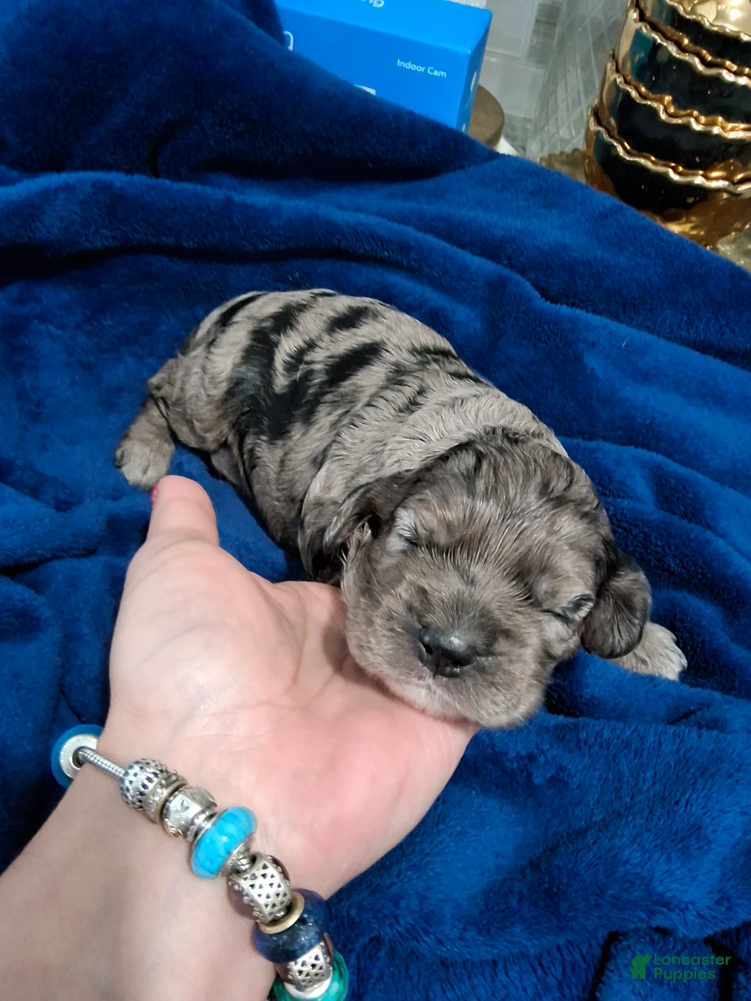 Cocker Spaniel dogs for sale: Cocker Spaniel Puppy 3 - Ad 1