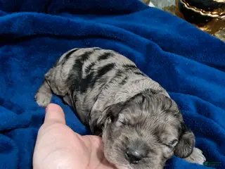 Cocker Spaniel dogs for sale: Cocker Spaniel Puppy 3 - Ad 3