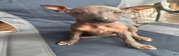 Xoloitzcuintle dogs for sale: Xoloitzcuintle 3 Barney - Ad 1