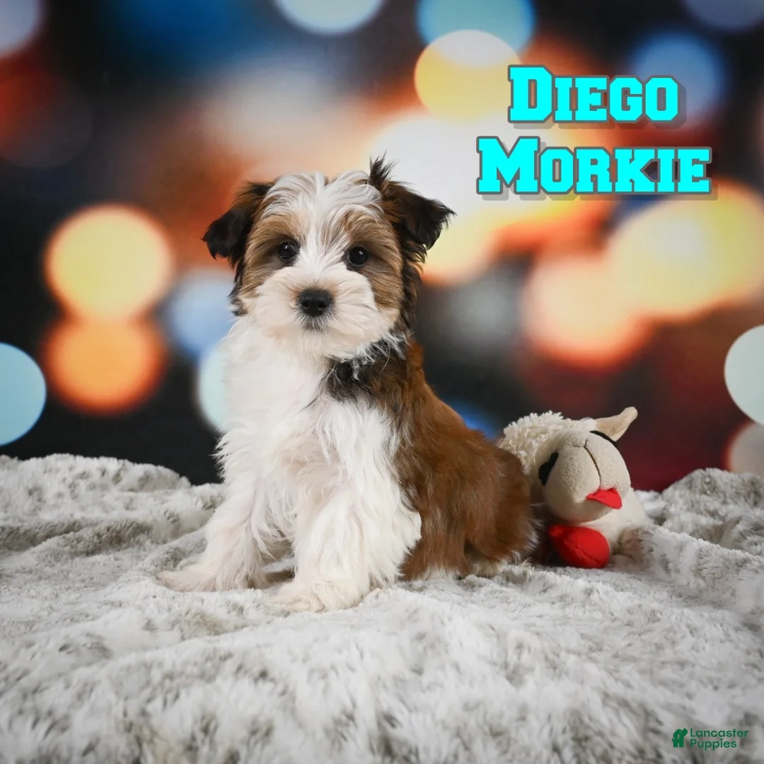 Morkie dogs for sale: Diego - Ad 1