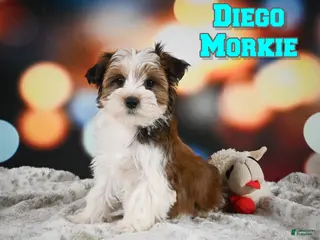 Morkie dogs for sale: Diego - Ad 1