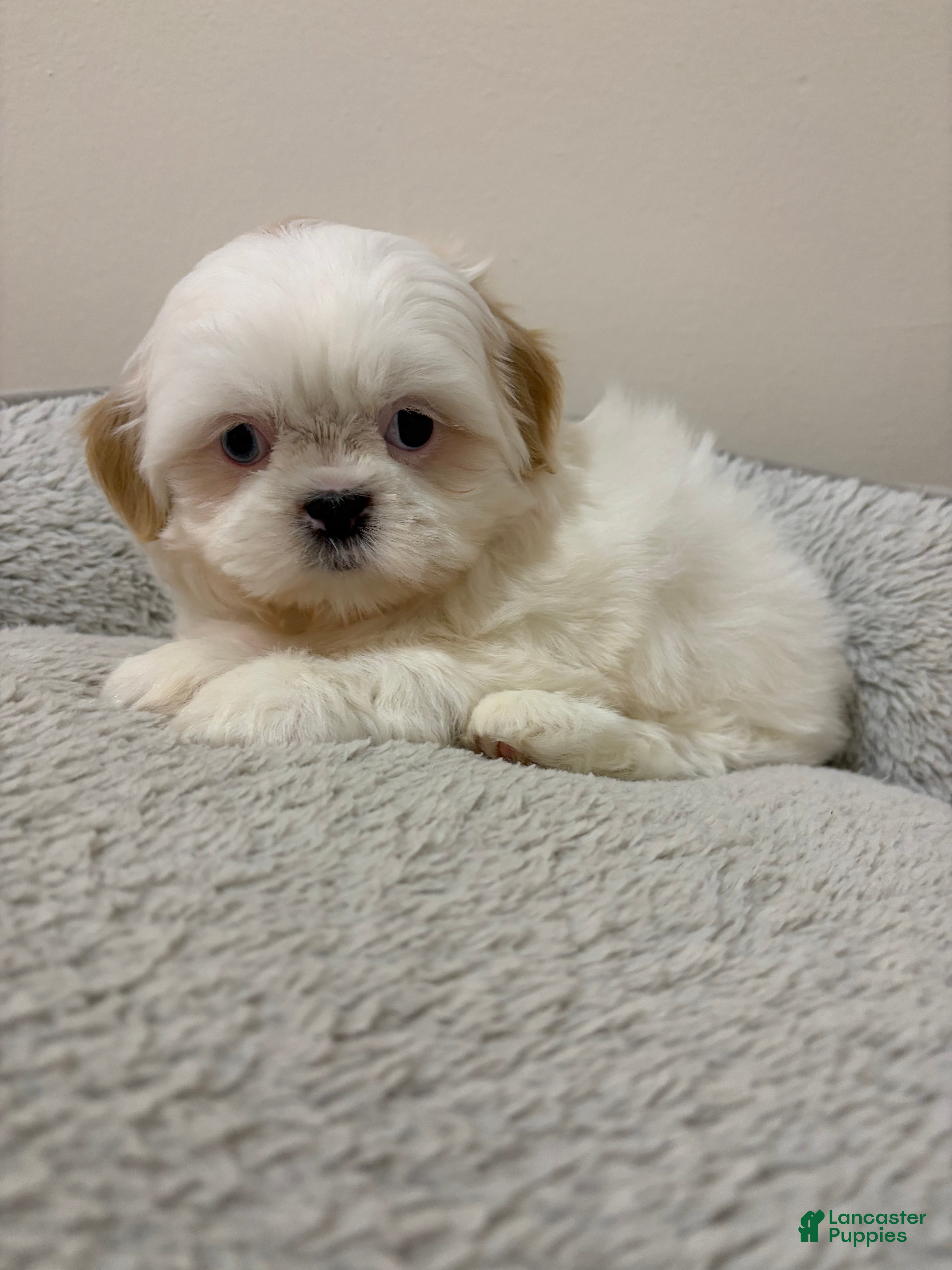 Shih Tzu dogs Fluffy - Ad 38
