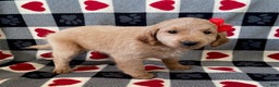 Mini Goldendoodle dogs for sale: Dottie- mini/ medium - Ad 2