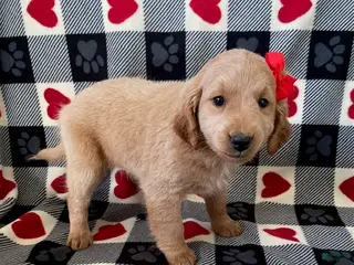 Mini Goldendoodle dogs Dottie- mini/ medium - Ad 12