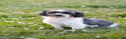 Mixed Breed dogs for sale: Sally - Ad 4