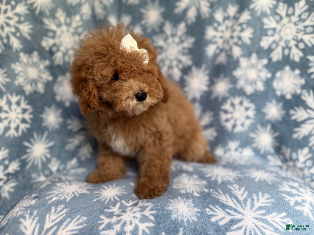 Cockapoo dogs for sale: Penelope - Ad 5