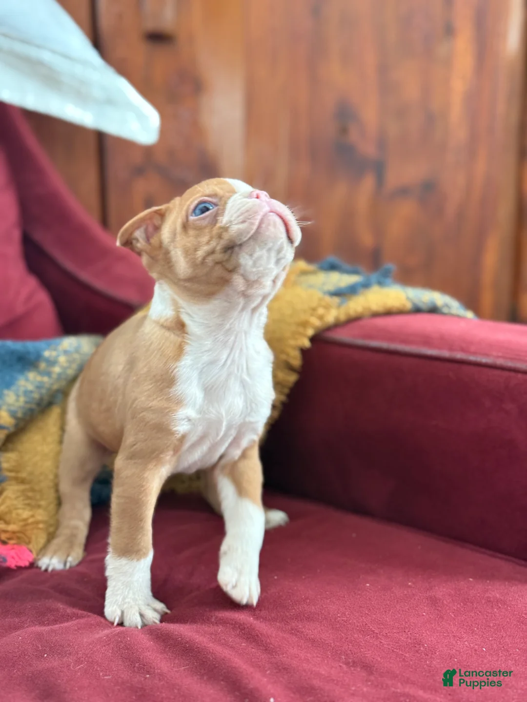 Boston Terrier dogs for sale: Bonny - Ad 2