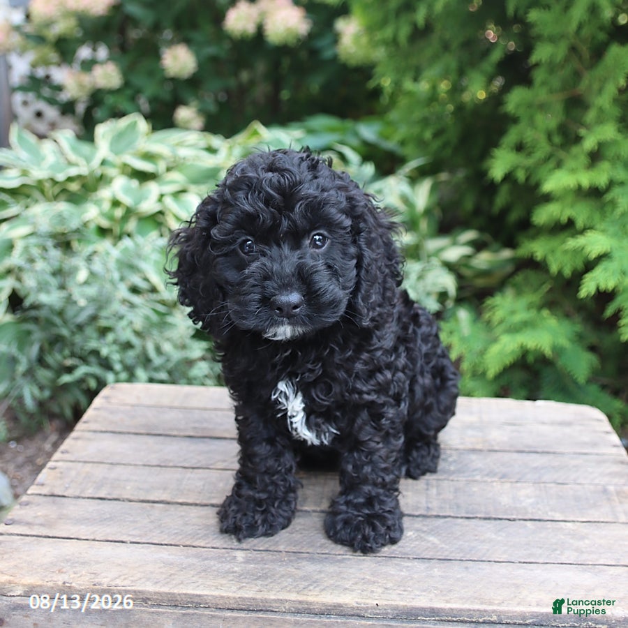 Cockapoo dogs Ana  - Ad 2