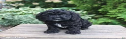 Cockapoo dogs for sale: Ana  - Ad 2