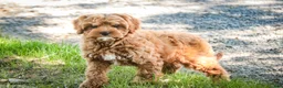 Cavapoo dogs for sale: Haven - Ad 3