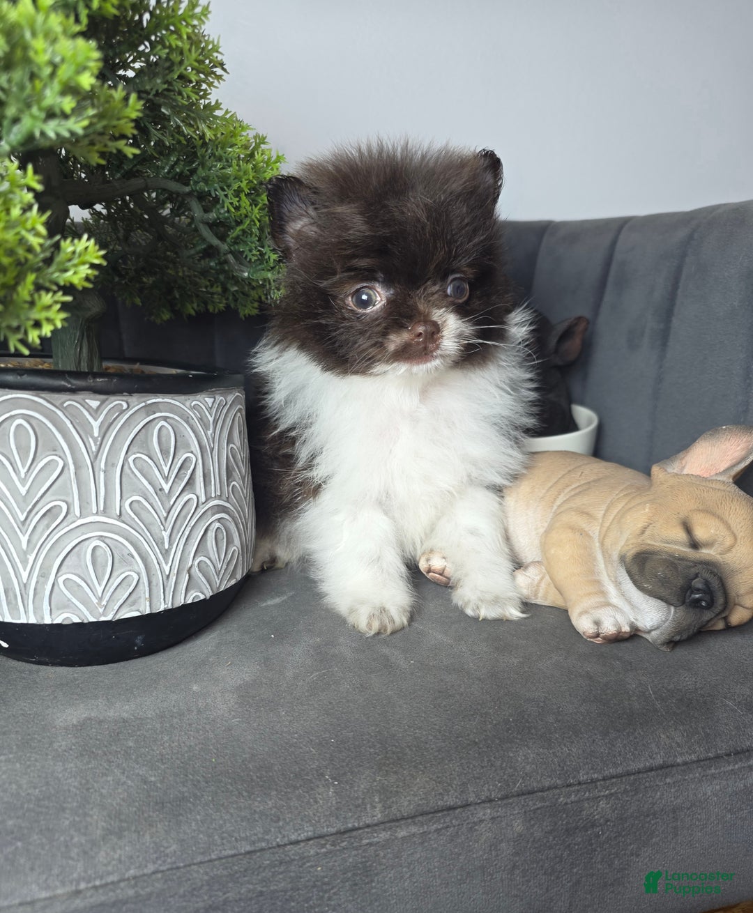 Pomeranian dogs for sale: Pomeranian Puppy chocolate  - Ad 1