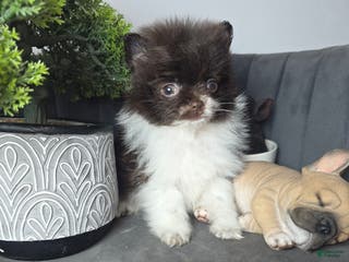 Pomeranian dogs Pomeranian Puppy chocolate - Ad 19